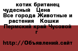 котик британец чудесный › Цена ­ 12 000 - Все города Животные и растения » Кошки   . Пермский край,Чусовой г.